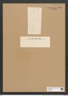 Fragilaria an var. vitrea (Kuetz.) (de-Toni-Nr.: Genus 73, Species 2708) Zeichnungen Sammlung Grunow Nr. 5562 (NHMW-BOT-W0374025)